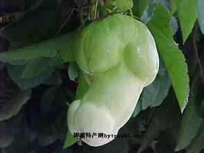 田乐人参果