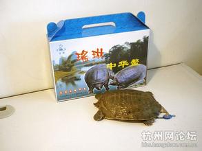 瑶琳甲鱼