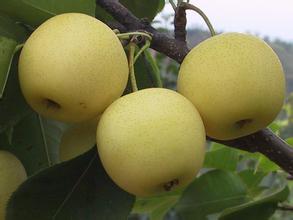 慈溪蜜梨