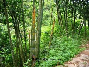 南靖麻笋