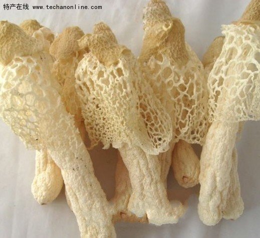 顺昌竹荪