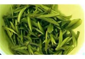 天台山云雾茶