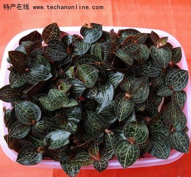 明溪金线莲