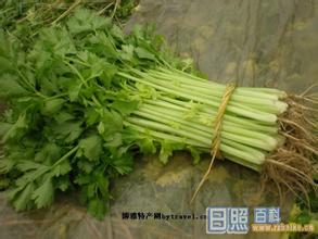 涛雒芹菜