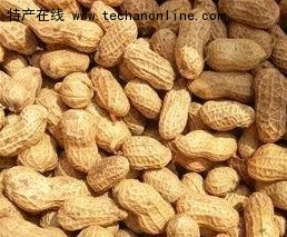 朱口小籽花生