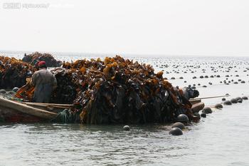 荣成海带