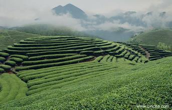 大田高山茶