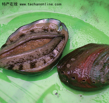 东山鲍鱼