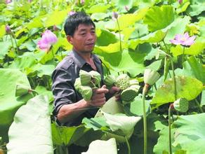 莲蓬莲藕