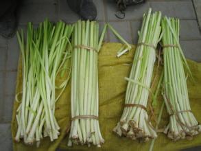 大明湖蒲菜