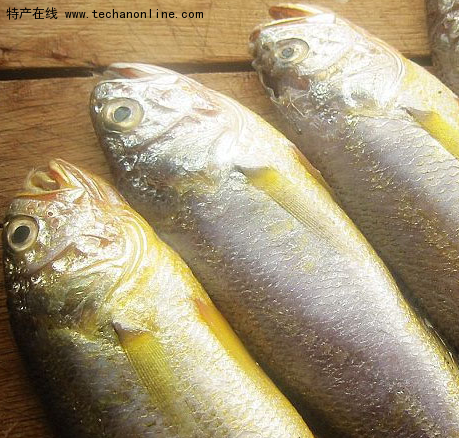 宁德大黄鱼