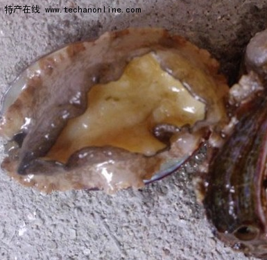 东山鲍鱼