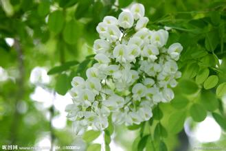槐花蜜