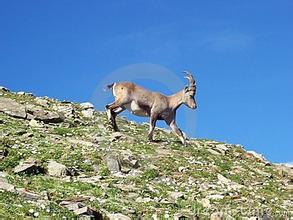 高山山羊