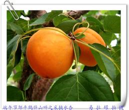 邹平水杏