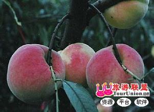 河南冬桃