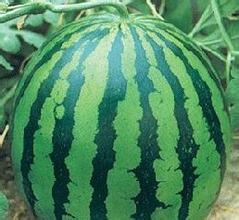 武城西瓜