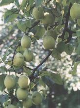 泰山小白梨