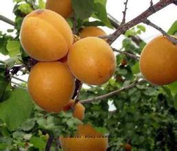 湾子村凯特杏