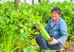 柘城胡芹