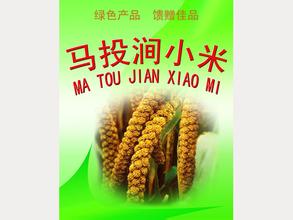 马投涧小米
