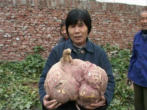 新野红薯