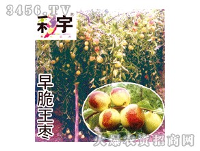 常庄乡早脆王