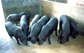 汝南瘦肉型猪