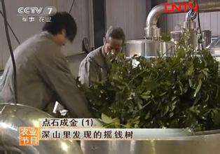 新晃龙脑