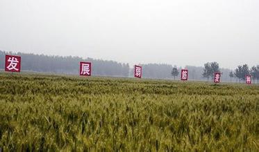 弱筋小麦