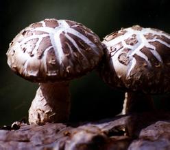 确山县香菇