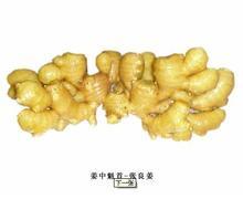 鲁山张良姜