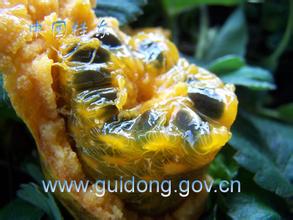 桂东牛果