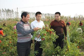 清丰辣椒