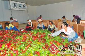 双江辣椒