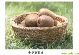 鲁山猕猴桃