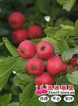 济源山楂