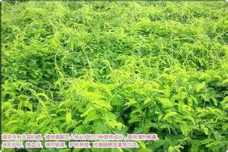 茅岩莓茶