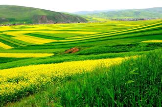 上蔡县油菜