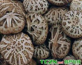 寨根香菇