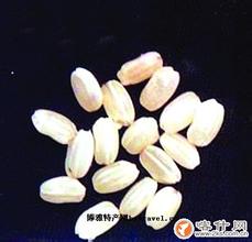 邵楼稻香丸