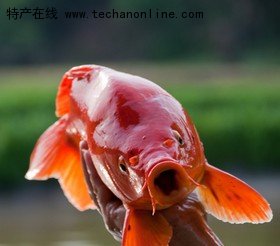 荷包红鲤鱼