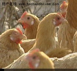 广丰白耳黄鸡