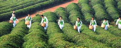 赤壁茶
