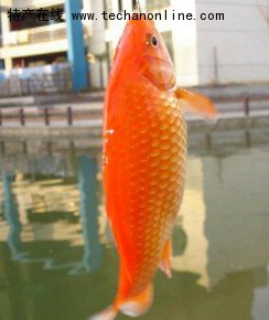 萍乡红鲫