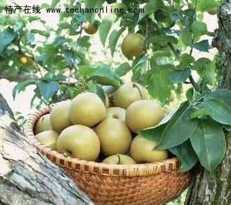 金溪蜜梨