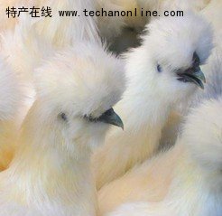 泰和乌鸡