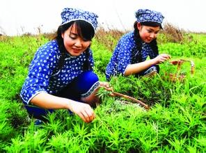 鄱阳湖藜蒿