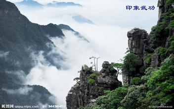 武功山云雾茶