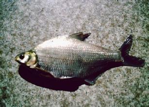 虎山鳊鱼